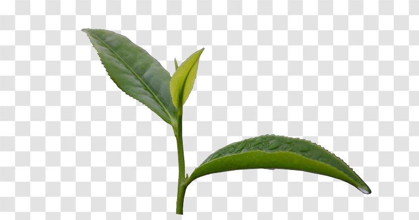 Green Tea Shoot - Leaf Transparent PNG