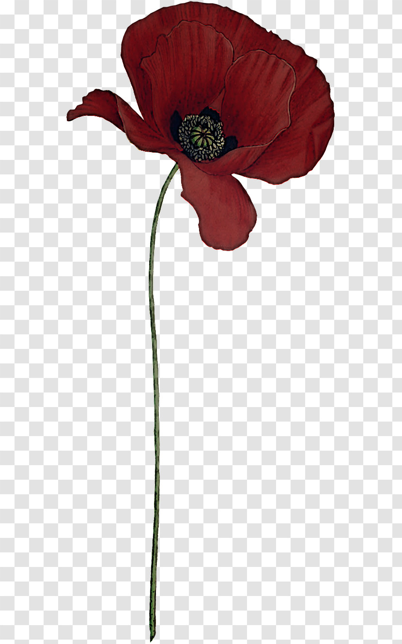 Flower Red Plant Corn Poppy Coquelicot Transparent PNG