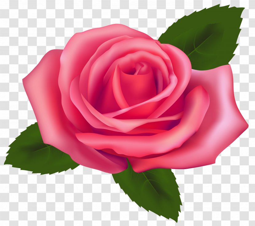 Rose Pink Free Clip Art - Floristry - Roses Cliparts Transparent PNG
