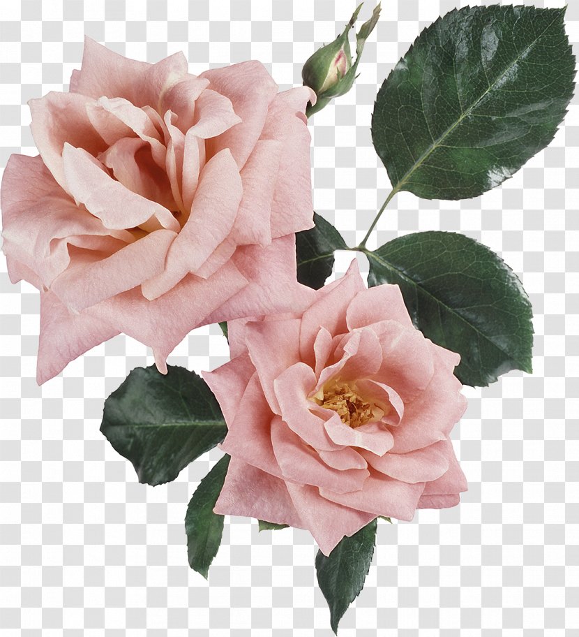 Flower Memorial Rose Clip Art - China Transparent PNG
