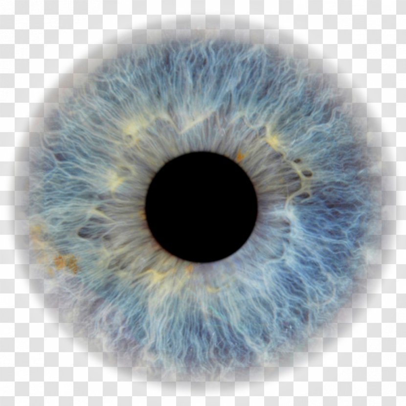 Transparent Eyeball Pupil Eye Color Human - Tree Transparent PNG