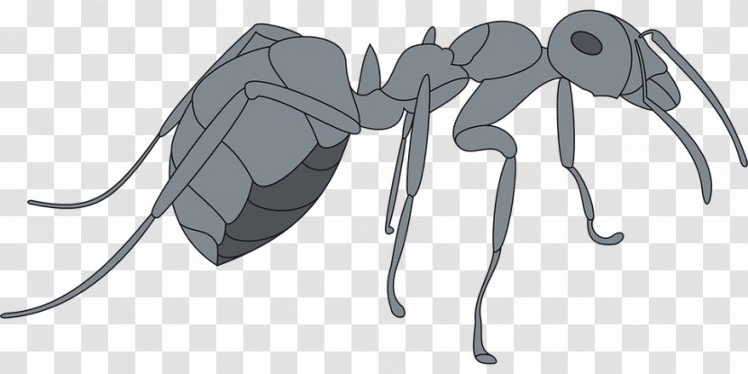 Ant Drawing Insect Clip Art - Mammal Transparent PNG