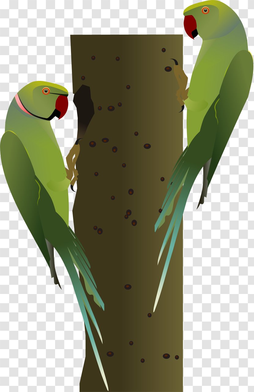 Budgerigar Parrot Bird Cockatiel Common Myna - Redwattled Lapwing - Summer Vacation Shirts Transparent PNG