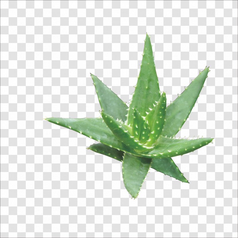 Aloe Vera Gel Cosmetics Euclidean Vector - Plant Transparent PNG