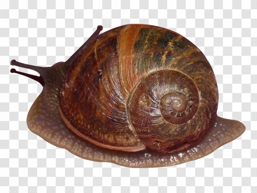 Pond Snails Gastropod Shell Sea Snail Lymnaea Stagnalis - Orthogastropoda Transparent PNG
