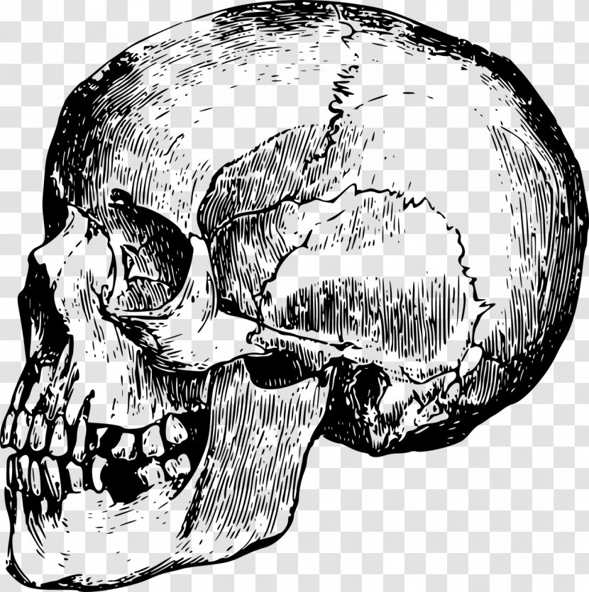 Skull Bone - Organism Transparent PNG