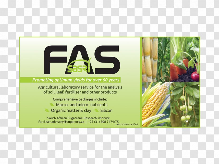 Advertising Brand Superfood - Grass - FAS Transparent PNG