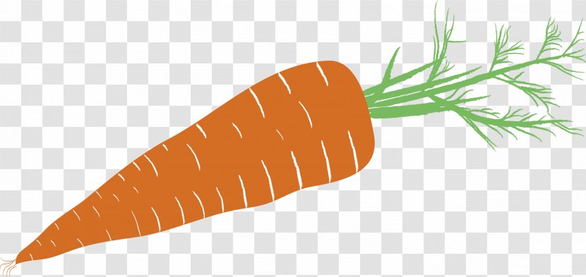 Baby Carrot Drawing Pictogram Vegetable Transparent PNG