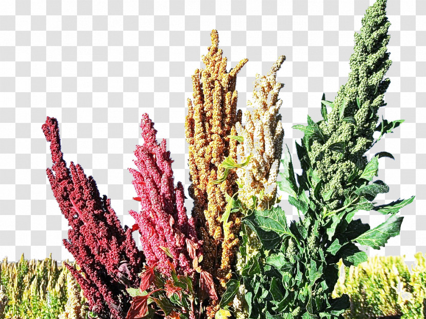 Plant Flower Amaranth Broomrape Purple Loosestrife Transparent PNG