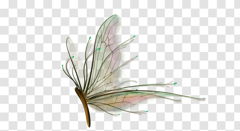 Butterfly Insect - Plant Transparent PNG