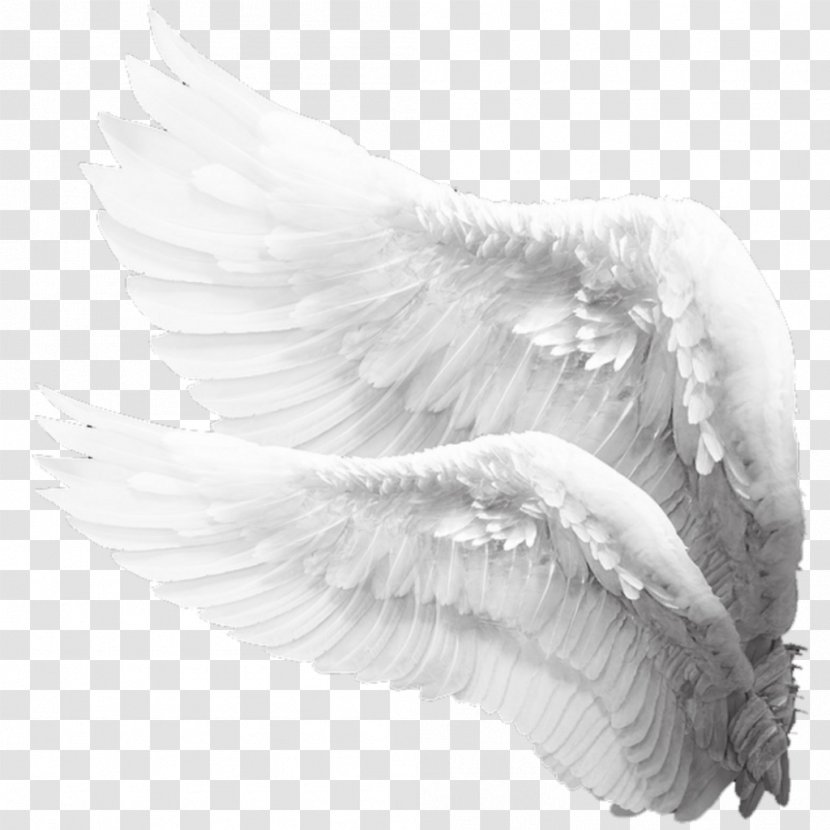 Image Photography Angel - Lossless Compression - Angelwings Pattern Transparent PNG