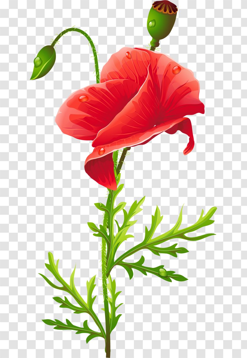 Cut Flowers Common Poppy - Wildflower - Flower Transparent PNG