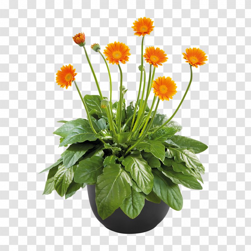 Cut Flowers Chrysanthemum Barberton Daisy Seed - Aster Transparent PNG
