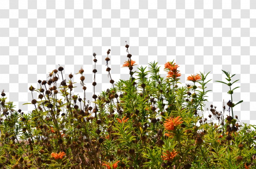 Wildflower DeviantArt Stock Photography - Bush Transparent PNG