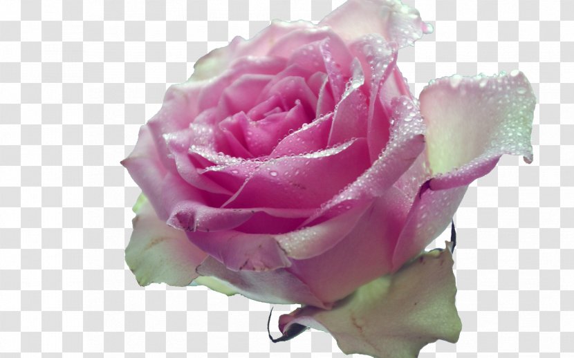 Garden Roses Pink Desktop Wallpaper Metaphor Flower - Plant - Rose Transparent PNG