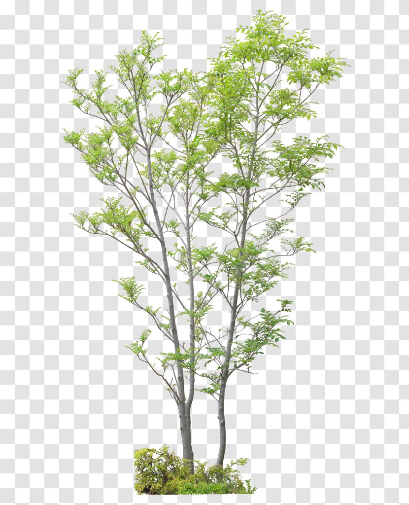 Twig Tree Shrub Advertising - 2016 Transparent PNG