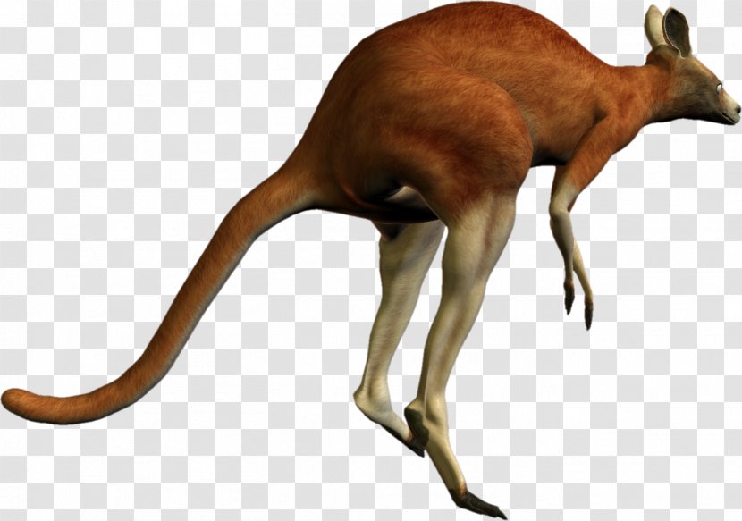 Kangaroo PhotoScape - Photoscape Transparent PNG