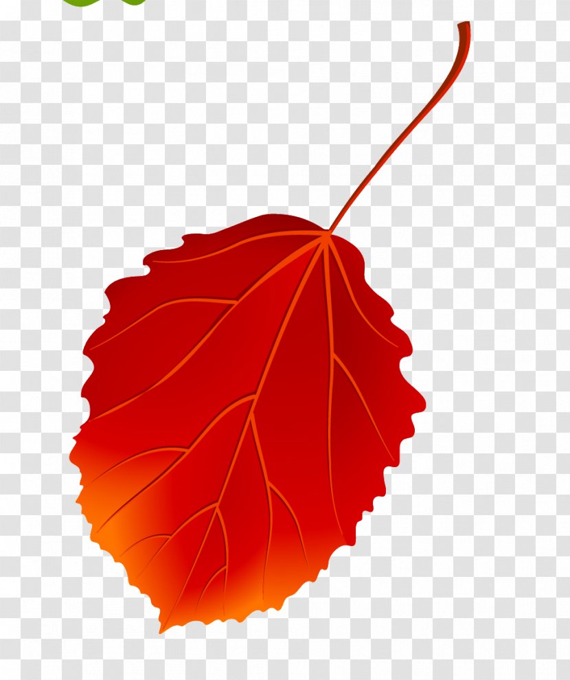 European Aspen Autumn Leaves Maple Leaf - Cottonwood Transparent PNG