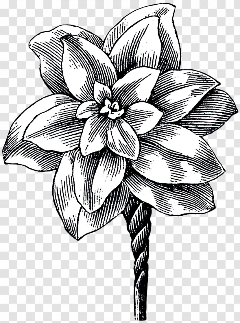 Floral Design Cut Flowers Sketch Monochrome - Heart - Button Brush Shrubs Transparent PNG
