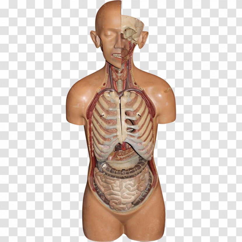 Shoulder Homo Sapiens Arm Chiropractor Human Body - Flower Transparent PNG
