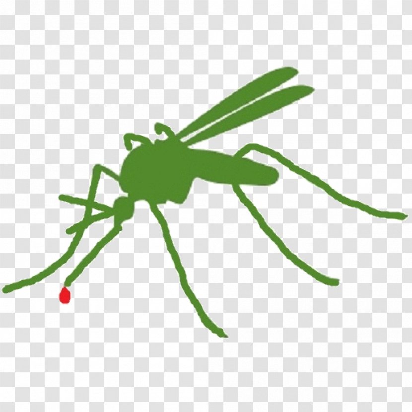 Mosquito Control Insect Pest Citronella Oil Transparent PNG