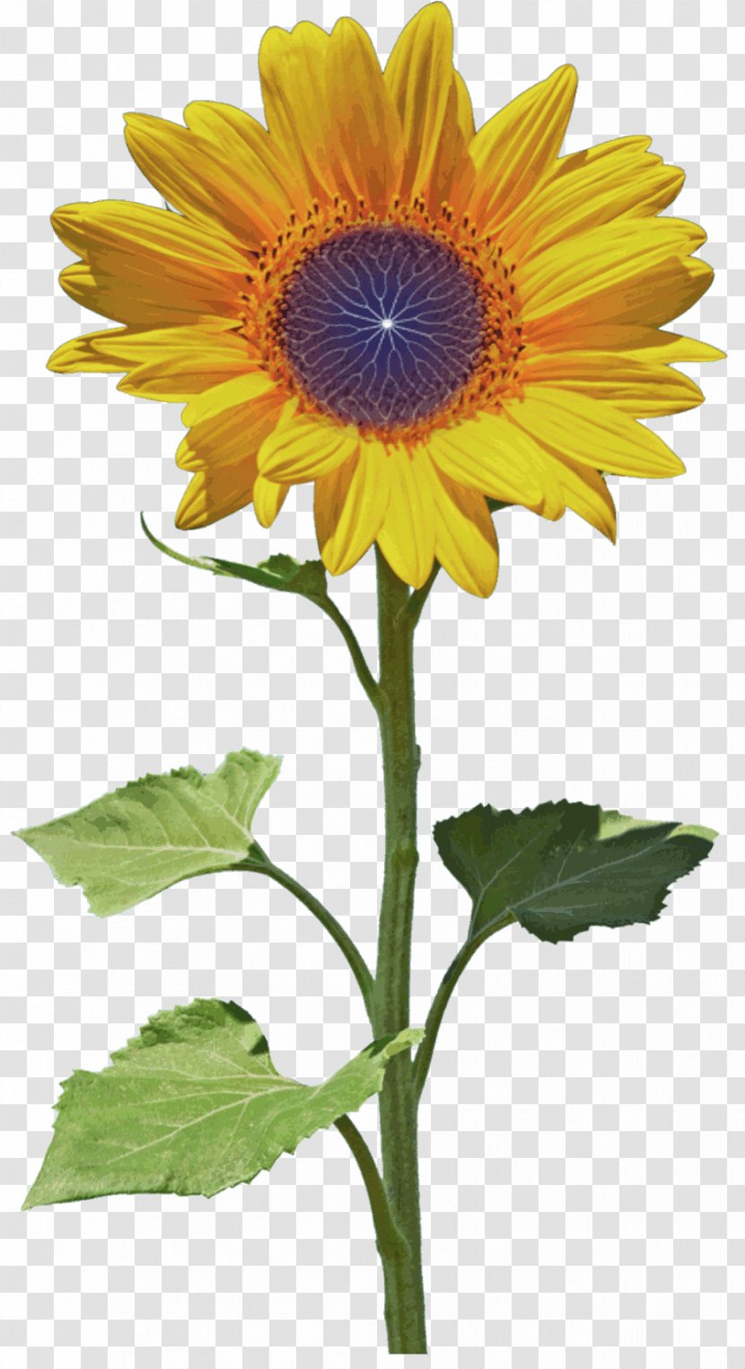 Sunflower Seed Petal Blume - Annual Plant - Dynamic Picture Transparent PNG