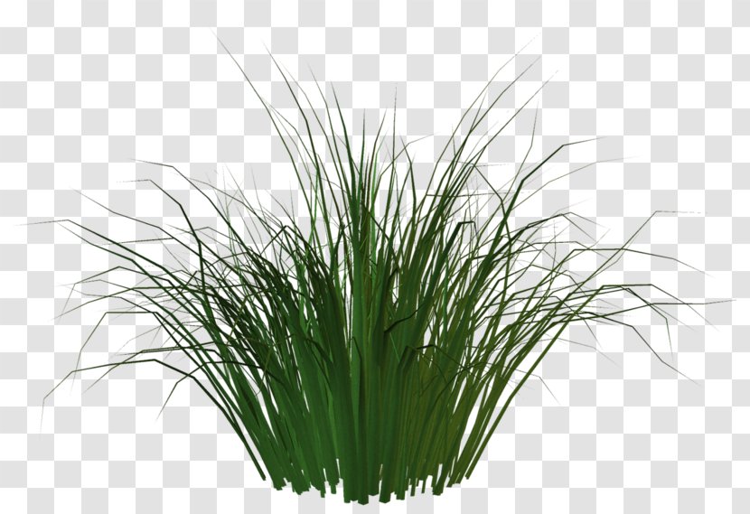 Artificial Turf Carpet Plant AstroTurf - Commodity - Grass Family Transparent PNG