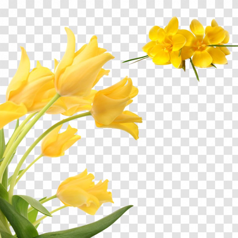 Flower Yellow Petal - Flowering Plant - Floral Decoration Pattern Transparent PNG
