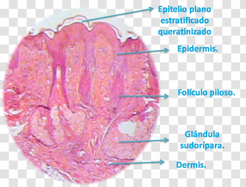 Histology Reticular Dermis Lip Papillary - Tree Transparent PNG