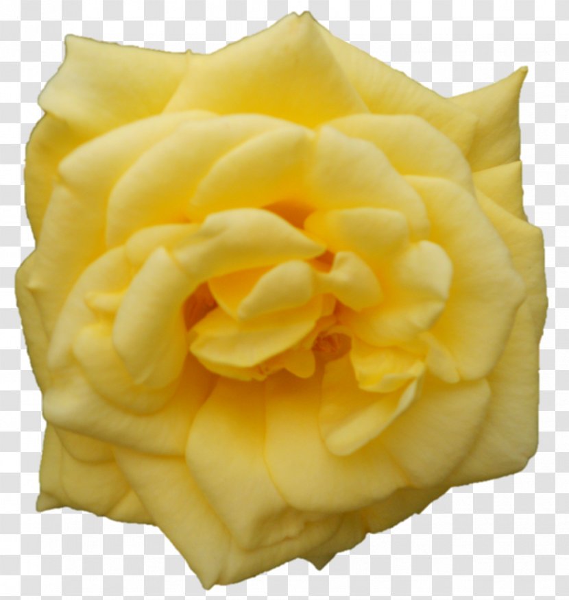 Nutrient Food Garden Roses Chicken Fat Nutrition - Cut Flowers - God Tussi Great Ho Transparent PNG