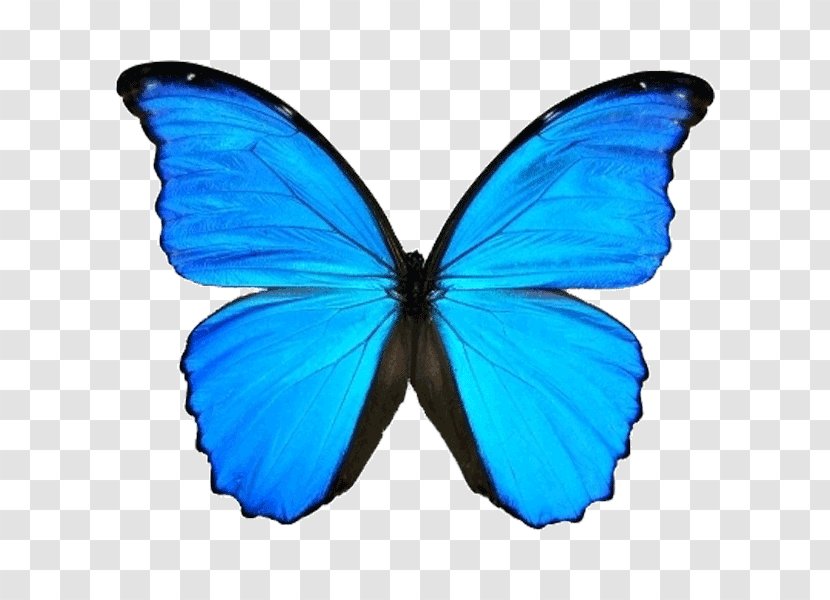 Butterfly Menelaus Blue Morpho Didius Clip Art - Electric Transparent PNG