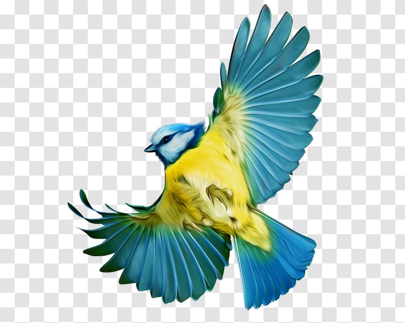 Bird Macaw Parakeet Clip Art - Wing Transparent PNG