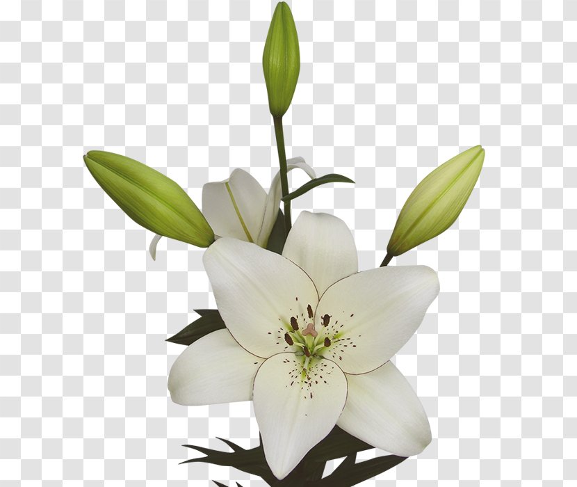 Lilium Eye Liner Cut Flowers Expert - Lily - Plant Transparent PNG