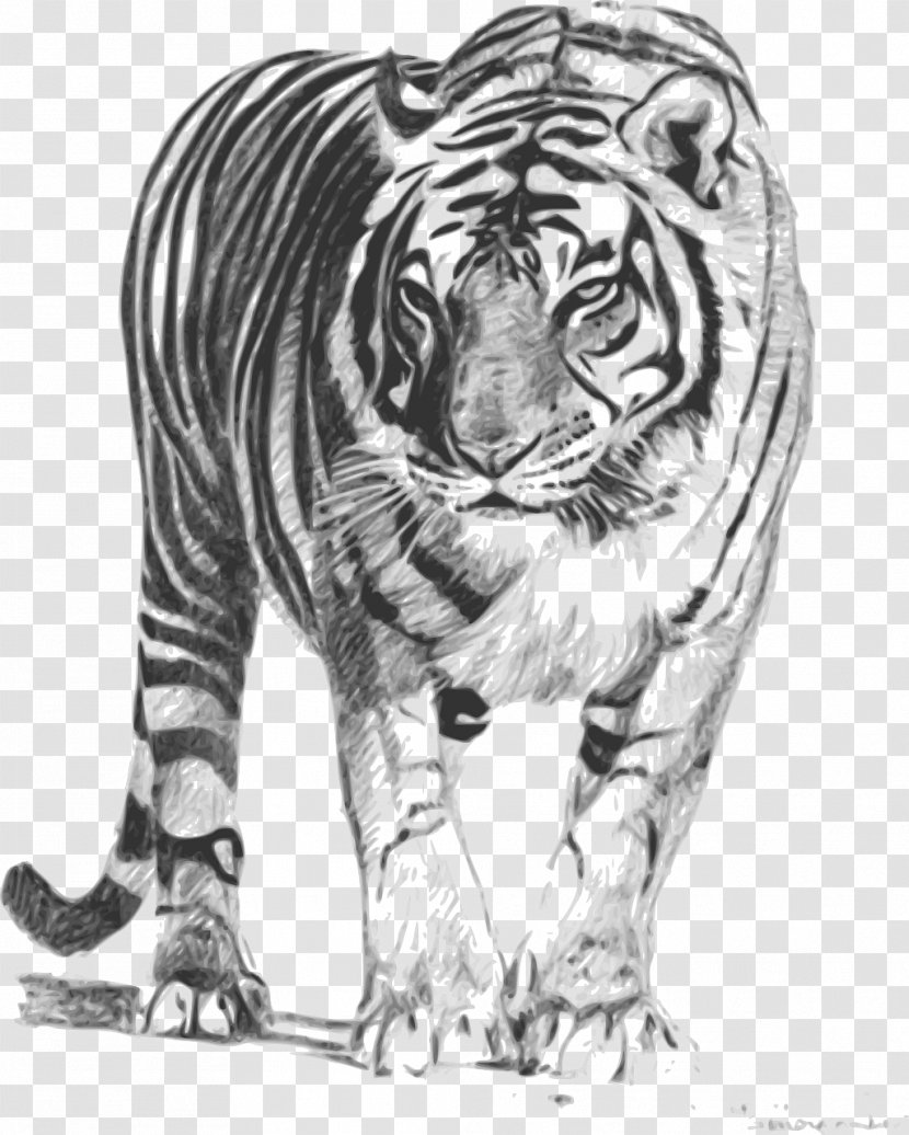 Bengal Tiger Sumatran Drawing Clip Art - Whiskers - Strong Transparent PNG