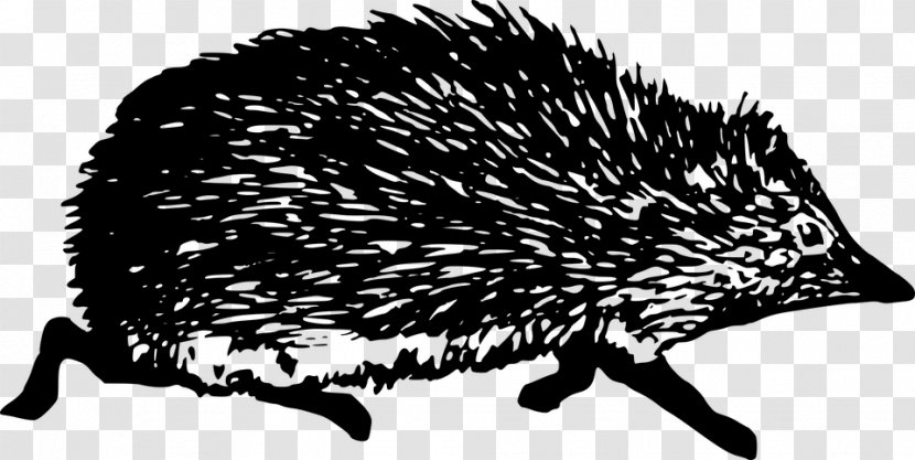 Hedgehog - Fauna - Domesticated Transparent PNG