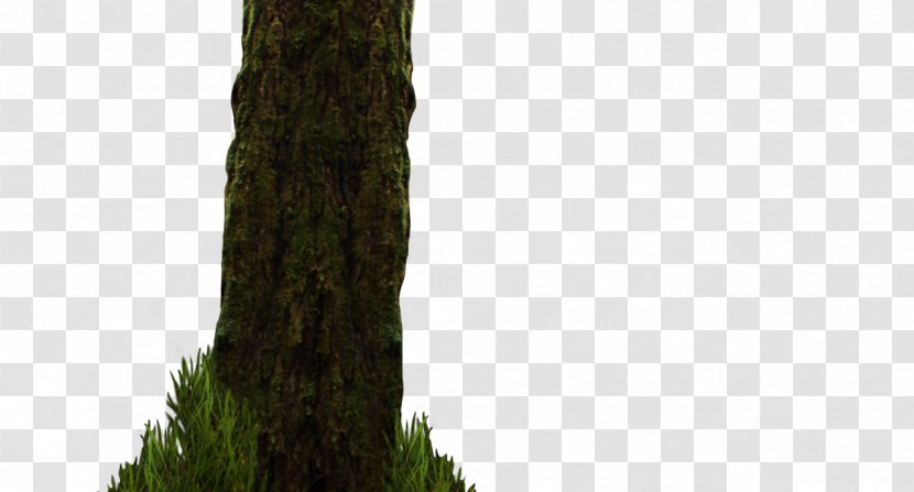 Tree Woody Plant Trunk - Forest Transparent PNG