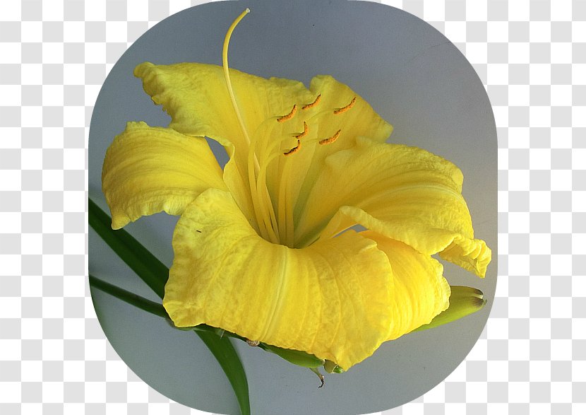 Flower Canna Petal Indian Shot Yellow - Crepe Transparent PNG
