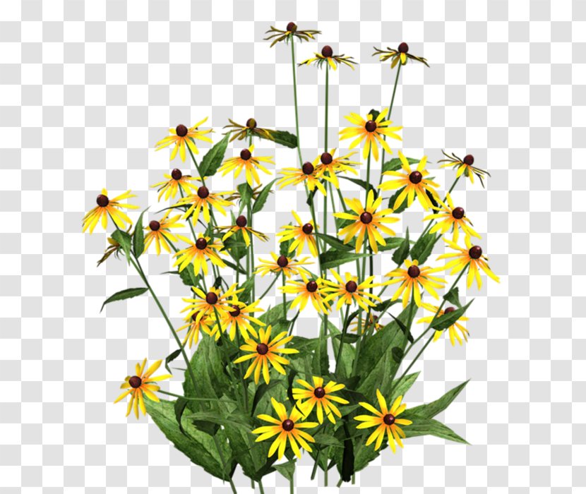 Black-eyed Susan Flower Clip Art Garden - Daisy Transparent PNG