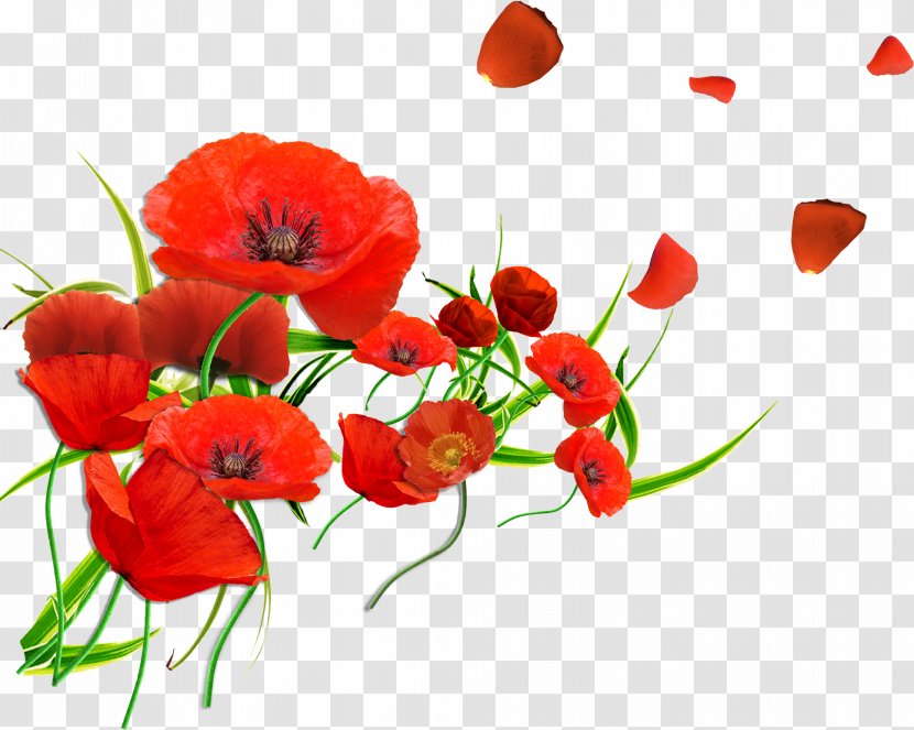 Common Poppy Flower Remembrance Petal - Gerbera Transparent PNG