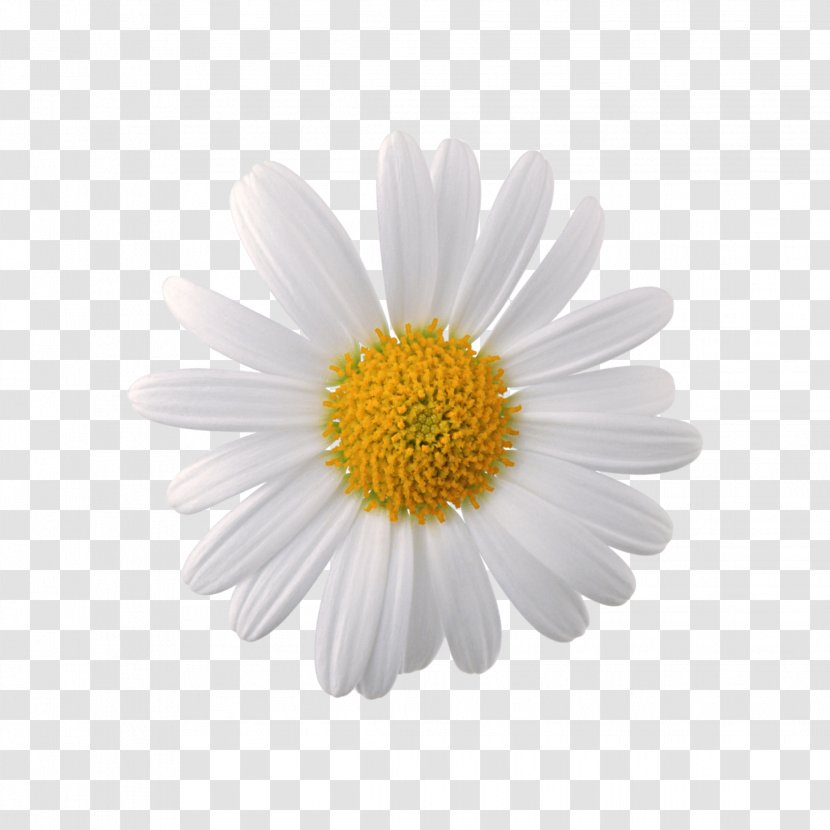 Roman Chamomile Clip Art German - Flower Transparent PNG