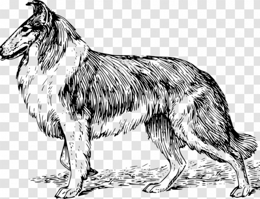 Rough Collie Border Puppy German Shepherd Dobermann Transparent PNG