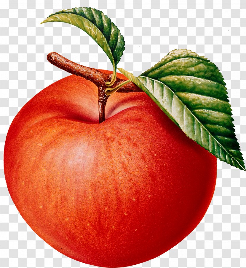 Apple Fruit Pome Clip Art - Stock Photography Transparent PNG