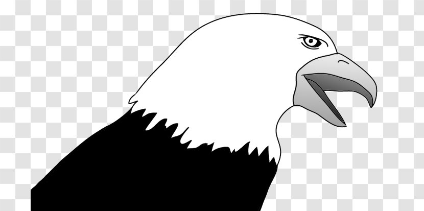 Bald Eagle Clip Art Bird Image - Cartoon - Sketch Transparent PNG
