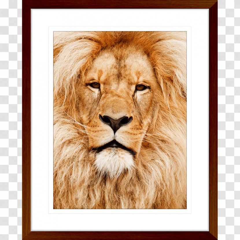 East African Lion Cat Felidae Elephant Cheetah - Photography - Animals Transparent PNG