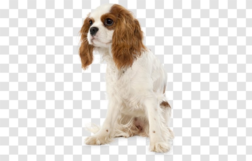 Cavalier King Charles Spaniel Smooth Collie Pembroke Welsh Corgi - Puppy Transparent PNG