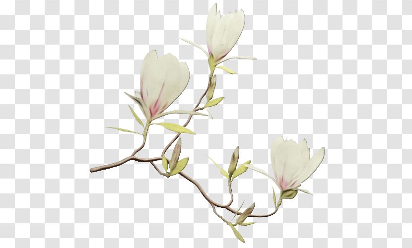 Family Tree Background - Magnolia - Twig Branch Transparent PNG