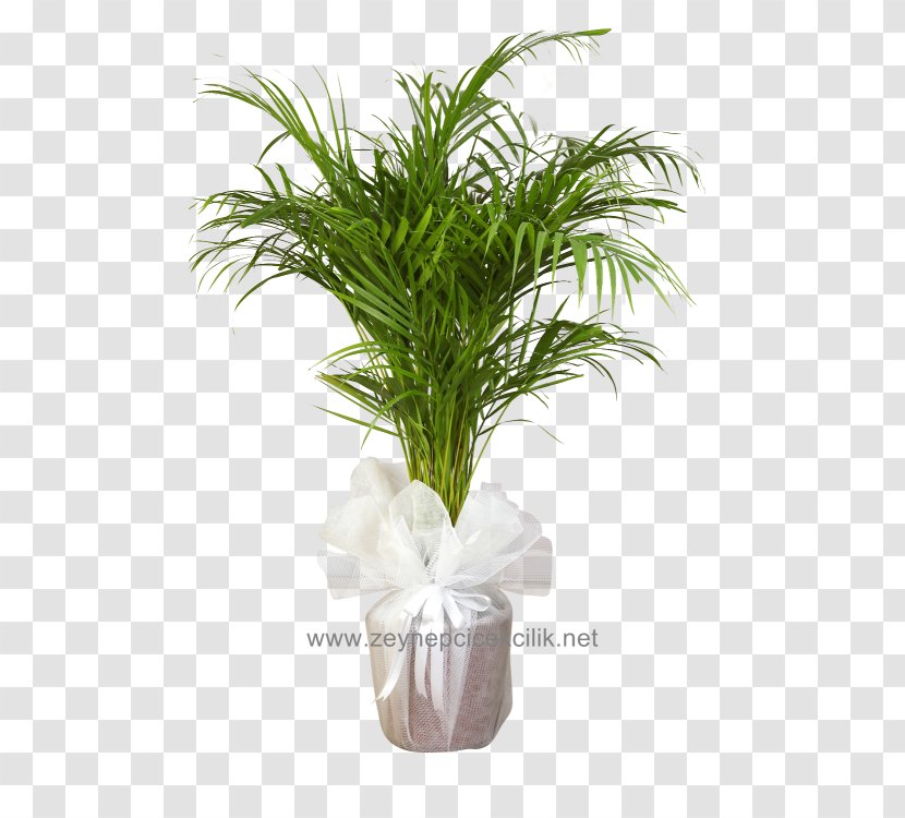 Howea Forsteriana Areca Palm Arecaceae Chamaedorea Belmoreana - Tree Transparent PNG