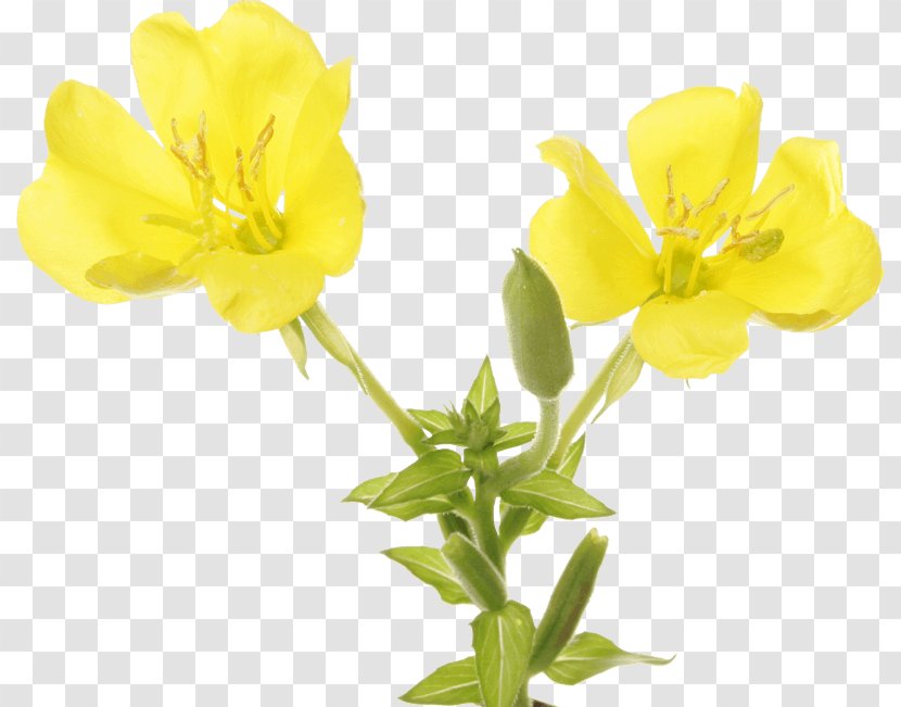 Large-flowered Evening-primrose Narrow-leaved Sundrops Common Oil - Eveningprimroses Transparent PNG