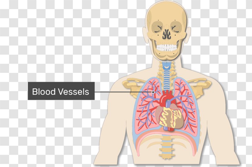 Lung Blood Vessel Alveolar Duct Anatomy - Tree Transparent PNG