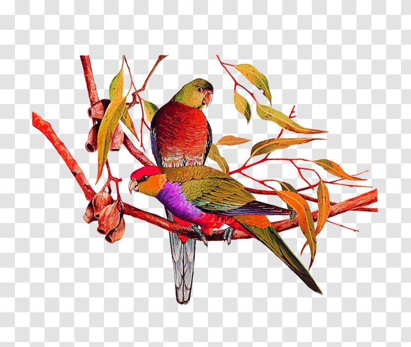 Bird Amazon Parrot Painting Transparent PNG